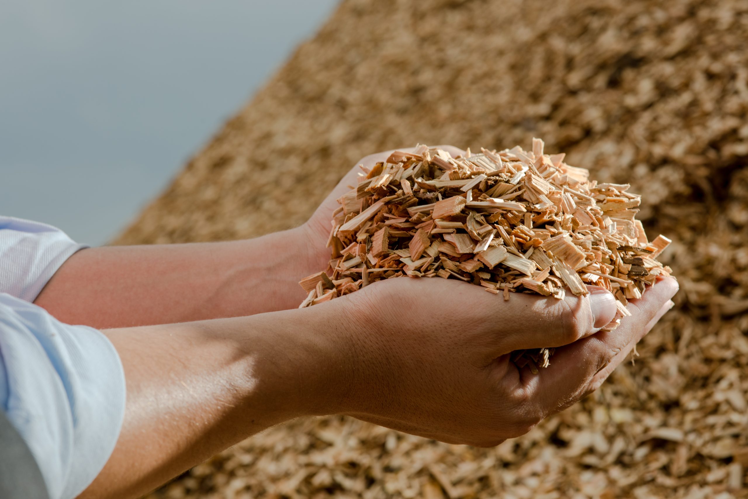 Hands holding wooden chips from eucalyptus trees as fuel for clean energy